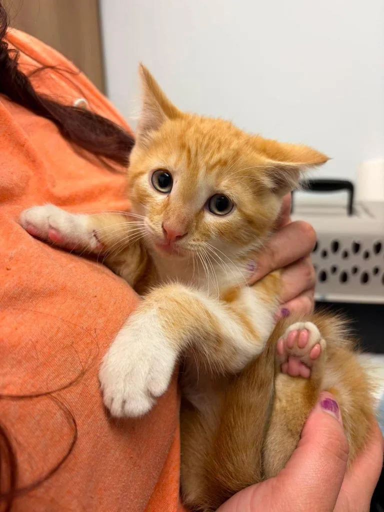 A baby small-sized male Domestic Medium Hair cat named JimBob for adoption in Republic, MO