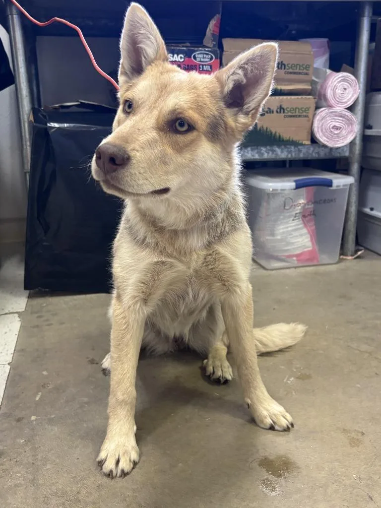 A baby medium-sized female Australian Cattle Dog / Blue Heeler dog named Ruby for adoption in Moriarty, NM