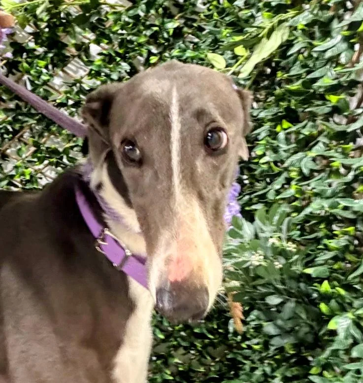 An adult large-sized male Gray / Blue / Silver Greyhound dog named Jimmy for adoption in Seattle, WA
