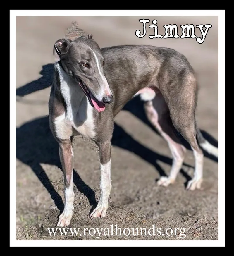Jimmy thumbnail 2
