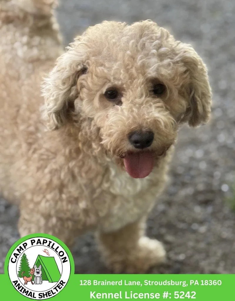 A young medium-sized female Bichon Frise dog named Lillipup for adoption in Stroudsburg, PA