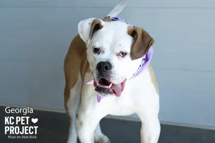 An adult large-sized female Yellow / Tan / Blond / Fawn Boxer dog named Georgia for adoption in Kansas City, MO