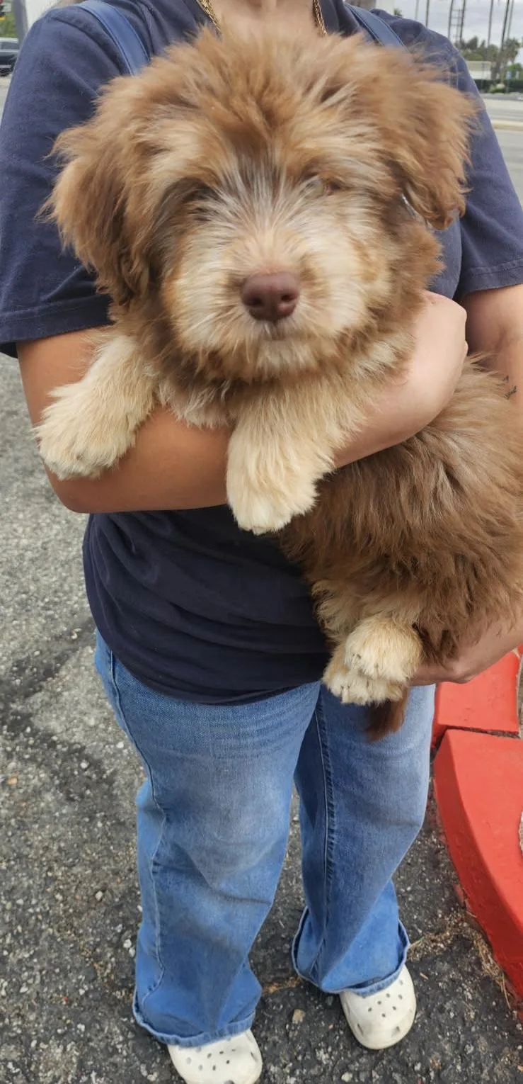 A young medium-sized male Goldendoodle dog named Huxley for adoption in Torrance, CA