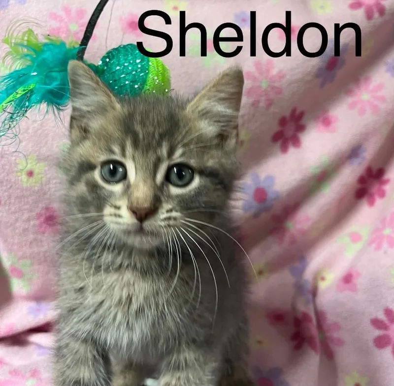 Sheldon