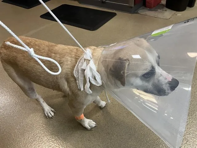 A young large-sized female Pit Bull Terrier dog named Vonya for adoption in Long Beach, CA