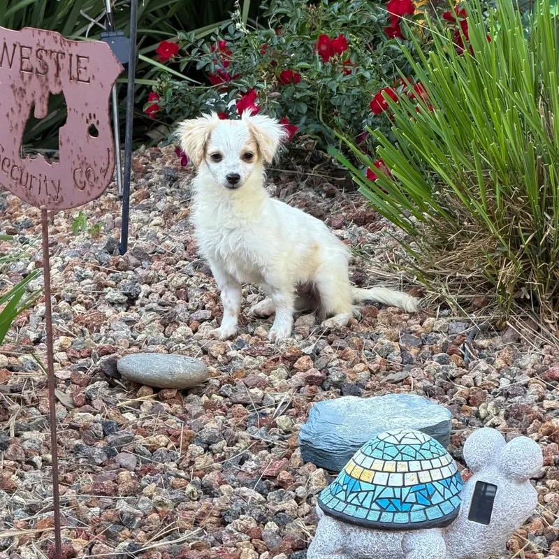 A baby small-sized female White / Cream Chihuahua dog named Spice for adoption in Sacramento, CA