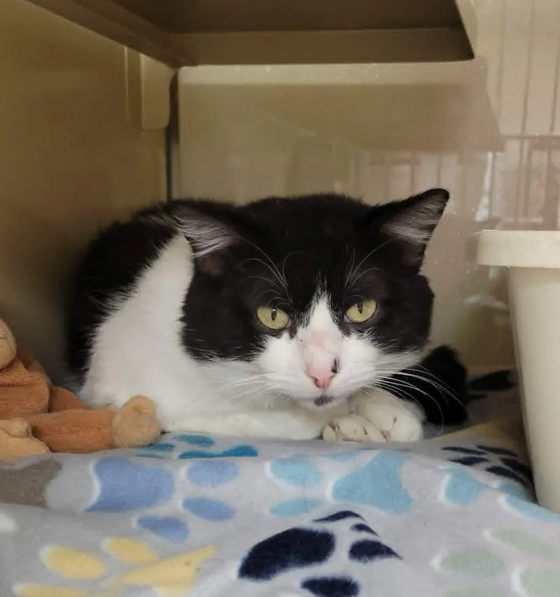 An adult large-sized male Domestic Short Hair cat named Luther for adoption in Portage, WI