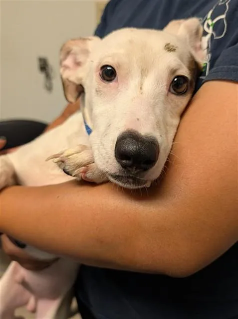 A young small-sized male Chihuahua dog named Jason Darulo for adoption in Bakersfield, CA