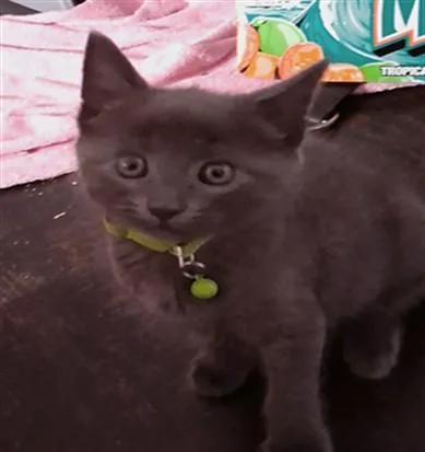 A baby small-sized female Domestic Short Hair cat named Violet for adoption in Van Nuys, CA