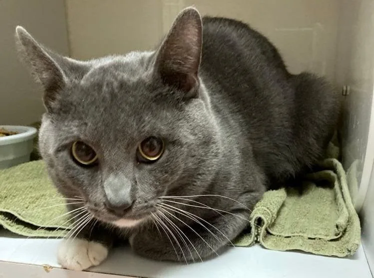 An adult large-sized male Domestic Short Hair cat named Buddha Bob Oliver for adoption in Wabash, IN