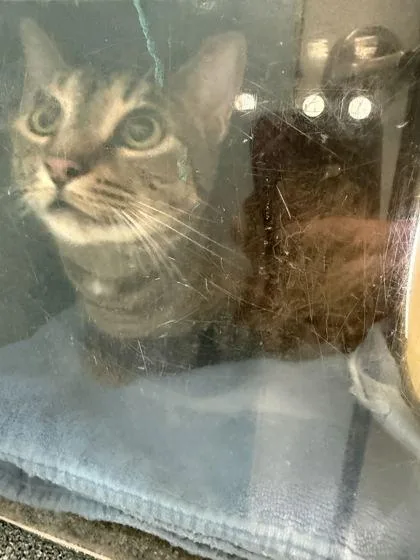An adult small-sized male Domestic Short Hair cat named Bluey for adoption in Daytona Beach, FL