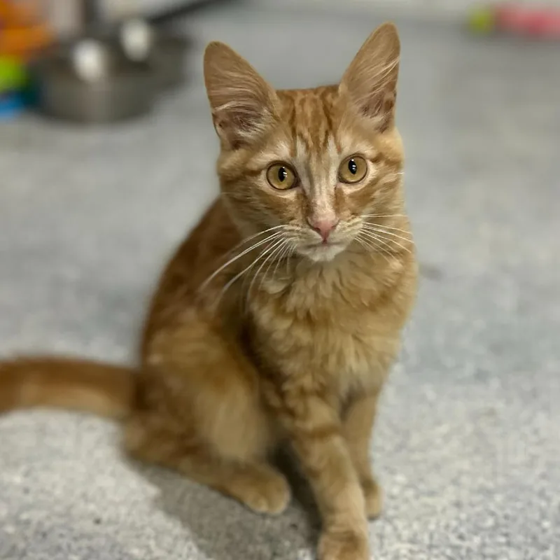 Gingerbread thumbnail 2