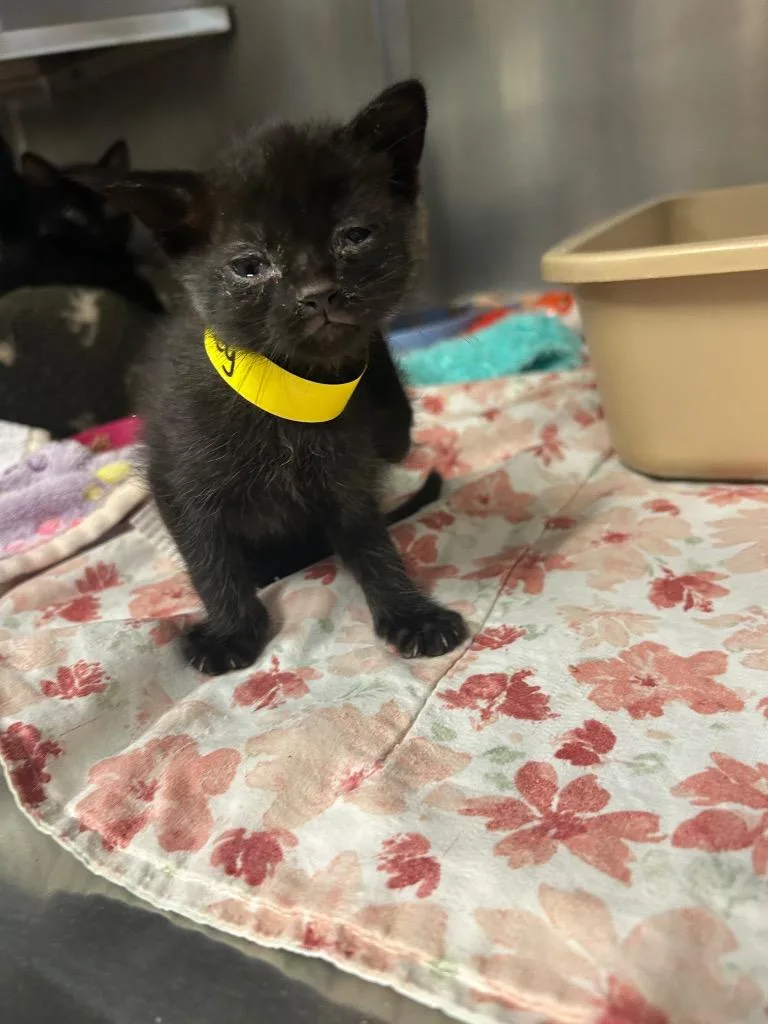 A baby medium-sized male Domestic Medium Hair cat named Bentley for adoption in Mineral, VA