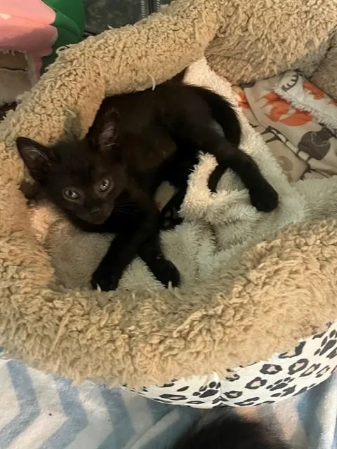 A baby small-sized male Domestic Short Hair cat named Peter for adoption in Sacramento, CA