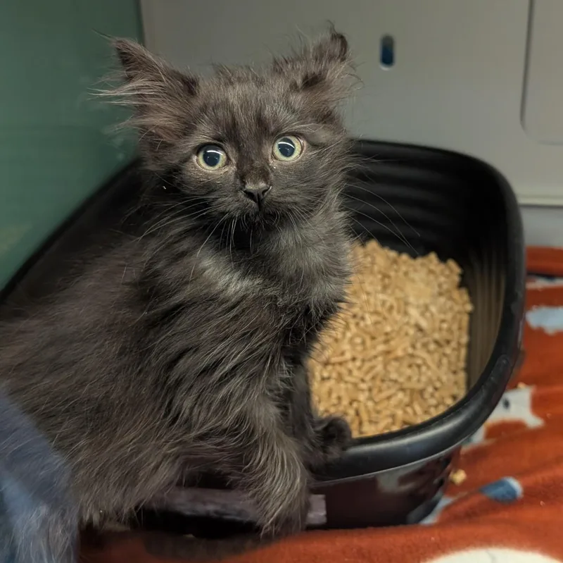 A baby medium-sized female Smoke Domestic Long Hair cat named Pepper for adoption in Suffolk, VA