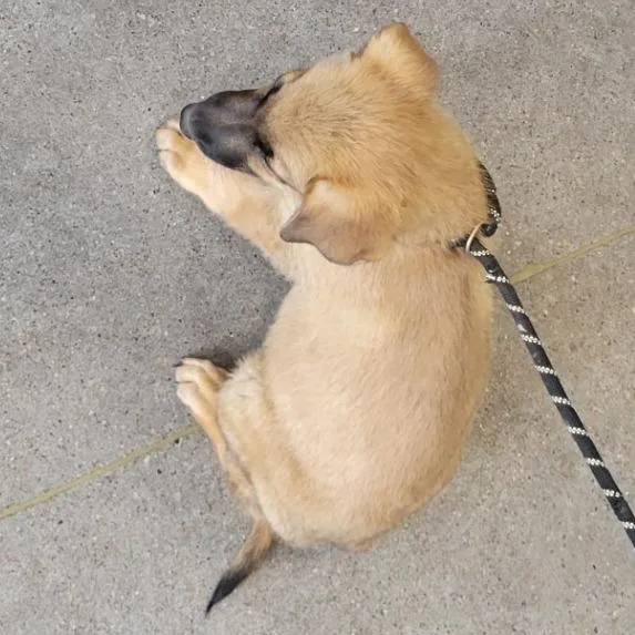 A baby small-sized male Brown / Chocolate Mixed Breed dog named Firecracker for adoption in Las Cruces, NM