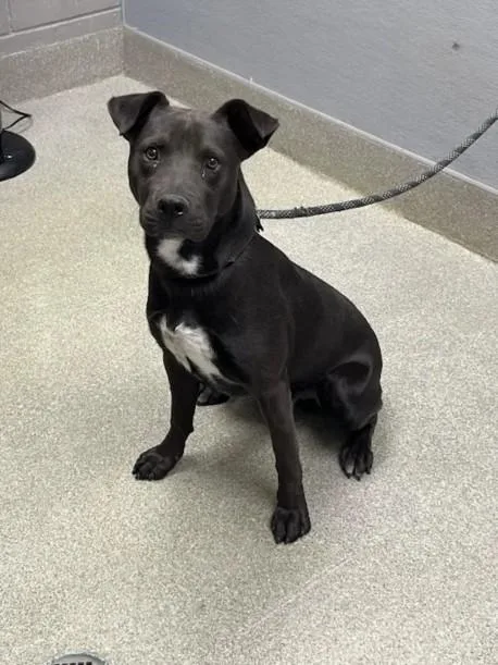 A young large-sized male Pit Bull Terrier dog named Smokey for adoption in Las Vegas, NV