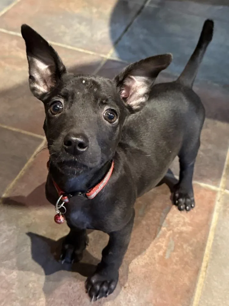 A baby small-sized male Black Chihuahua dog named Hubble for adoption in TUCSON, AZ