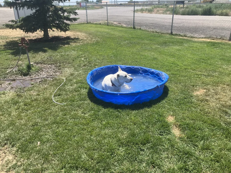 An adult large-sized male German Shepherd Dog dog named Rowdy for adoption in St. Anthony, ID