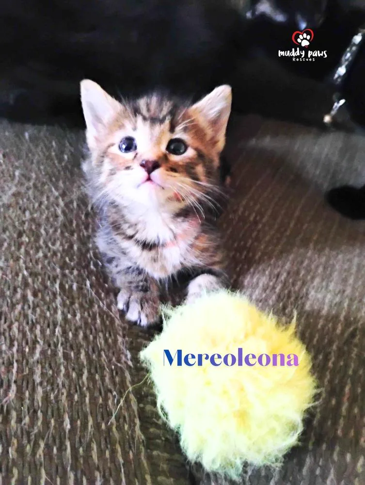 A baby small-sized female Domestic Short Hair cat named Black Clover Litter: for adoption in Council Bluffs, IA