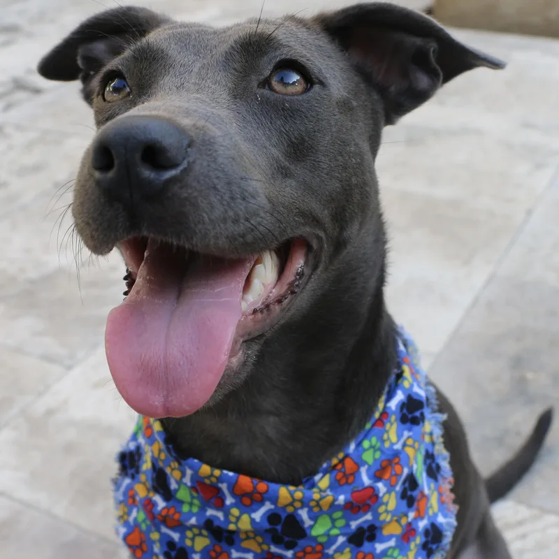 A young medium-sized female Gray / Blue / Silver American Staffordshire Terrier dog named Stormy for adoption in Mooresville, NC