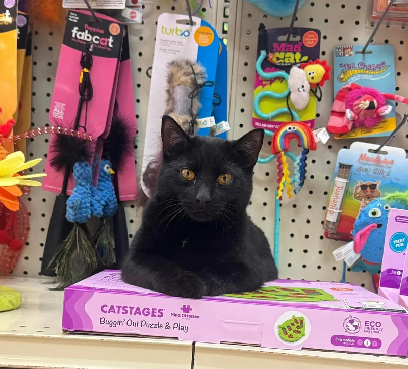A young medium-sized female Black Domestic Short Hair cat named Minnie for adoption in Allentown, PA