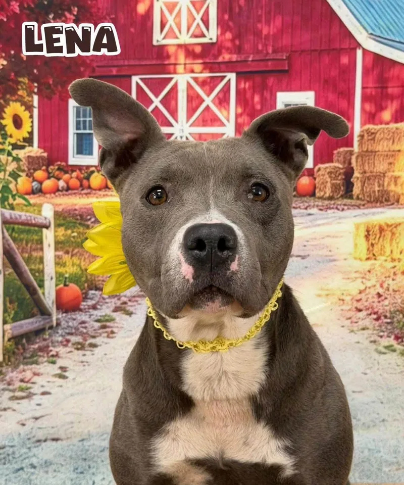 An adult medium-sized female Gray / Blue / Silver Mixed Breed dog named Lena for adoption in Flint, MI