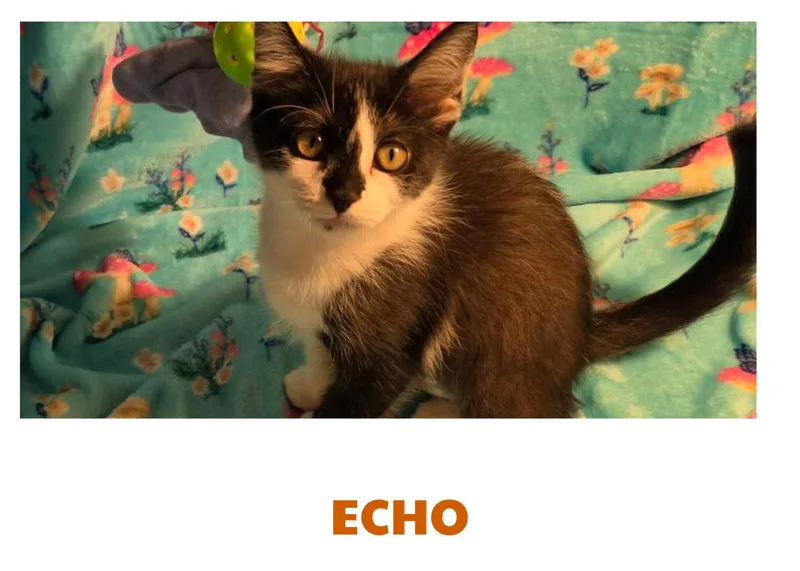 A baby medium-sized female Domestic Short Hair cat named Echo for adoption in Warren, OH