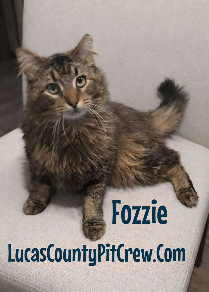 Fozzie