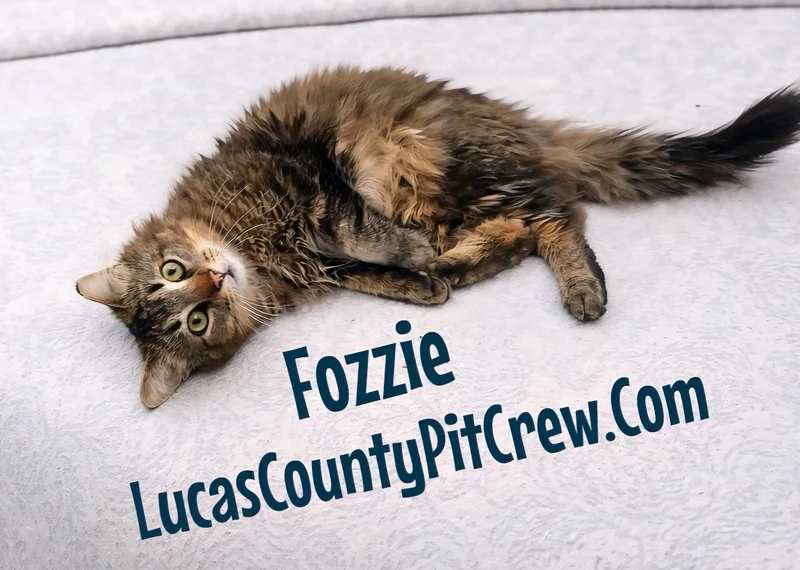 Fozzie thumbnail 2