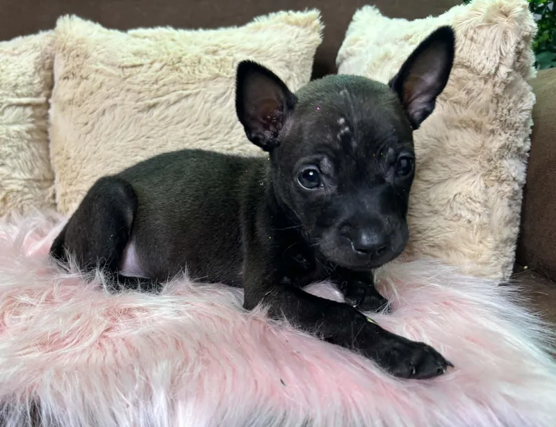 A baby medium-sized female German Shepherd Dog dog named Elsa for adoption in Houston, TX