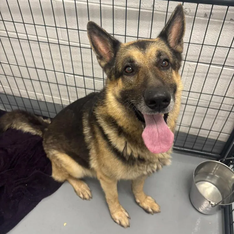 An adult medium-sized male German Shepherd Dog dog named Koda for adoption in Rocky Mount, VA