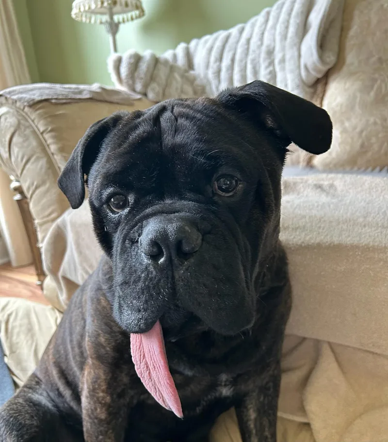 An adult large-sized male Brindle Bullmastiff dog named Oliver for adoption in Pottersville, NJ