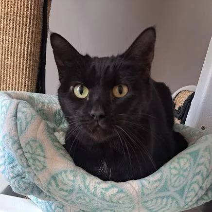An adult medium-sized female Black Domestic Short Hair cat named Sephiroth for adoption in Chicago, IL