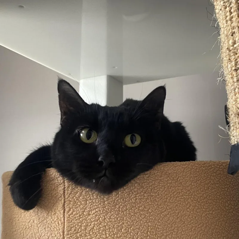 Sephiroth thumbnail 2