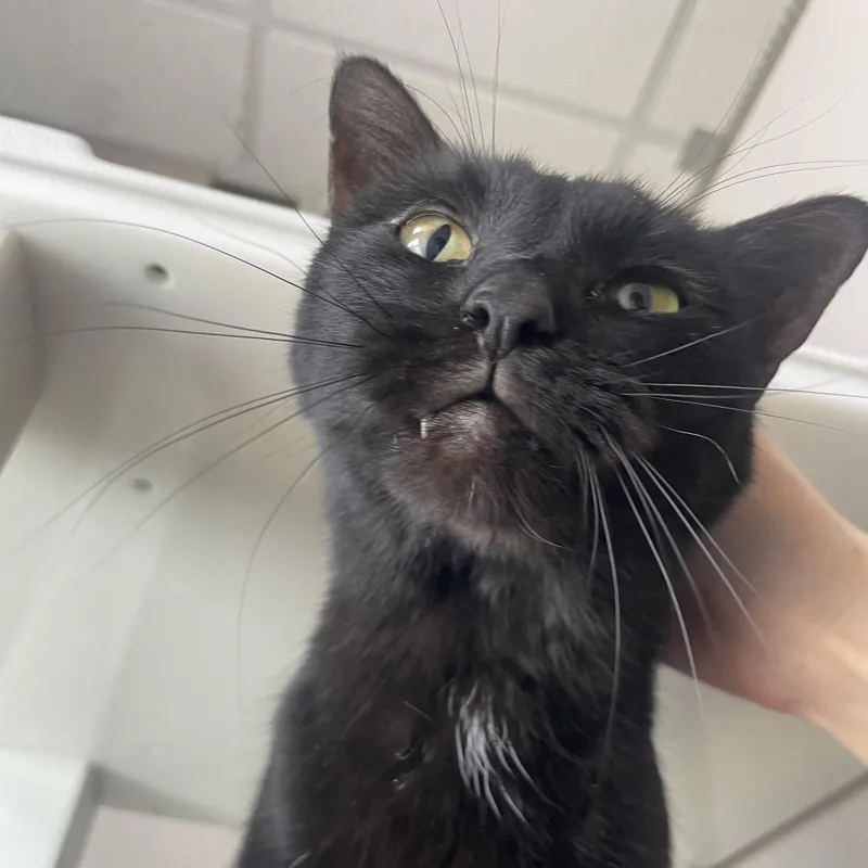 Sephiroth thumbnail 4