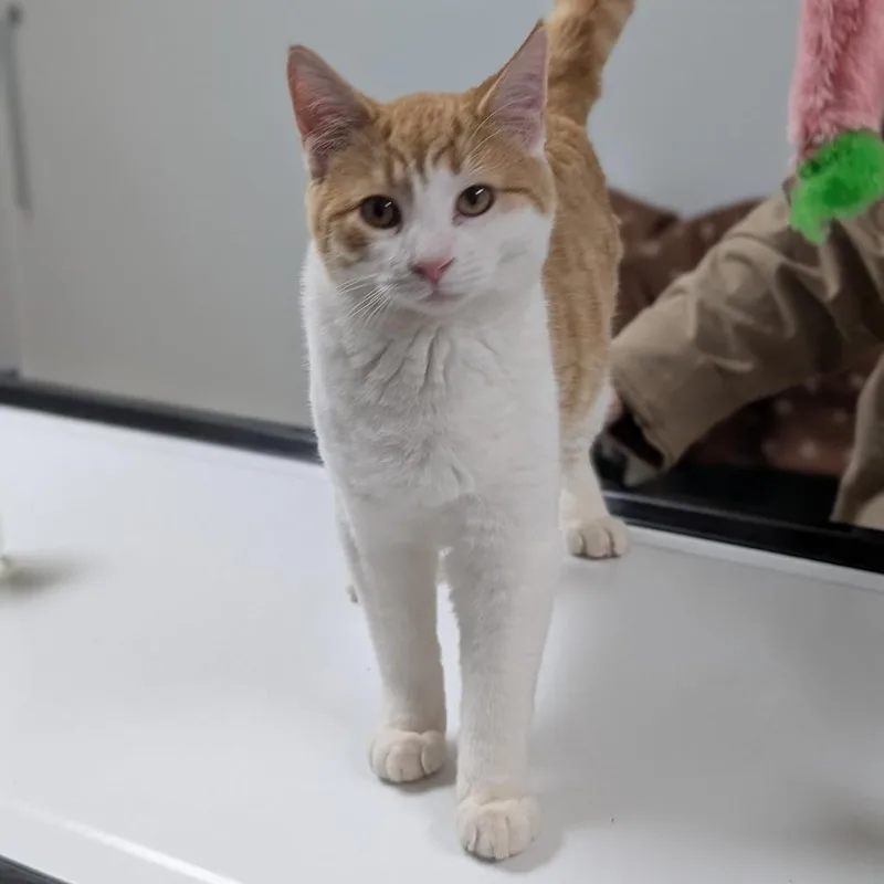 A young medium-sized male Orange / Red Domestic Short Hair cat named George for adoption in Canton, IL