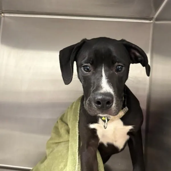 A young medium-sized male Great Dane dog named Kash for adoption in Des Moines, IA