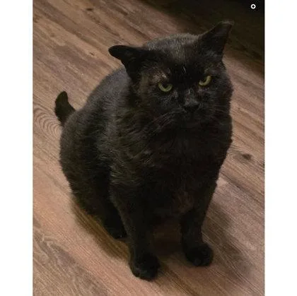 A young medium-sized male Domestic Short Hair cat named Night Gibbs FIV+ for adoption in Hudson, MA