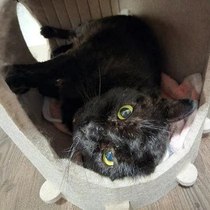 Night Gibbs  FIV+ thumbnail 2