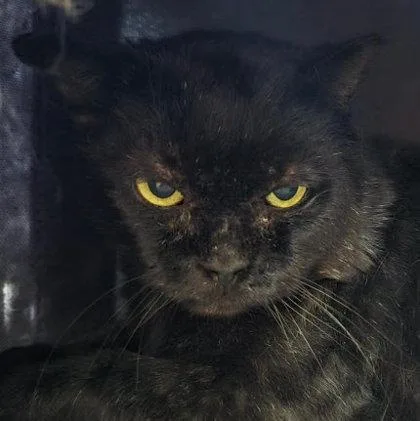 Night Gibbs  FIV+ thumbnail 3