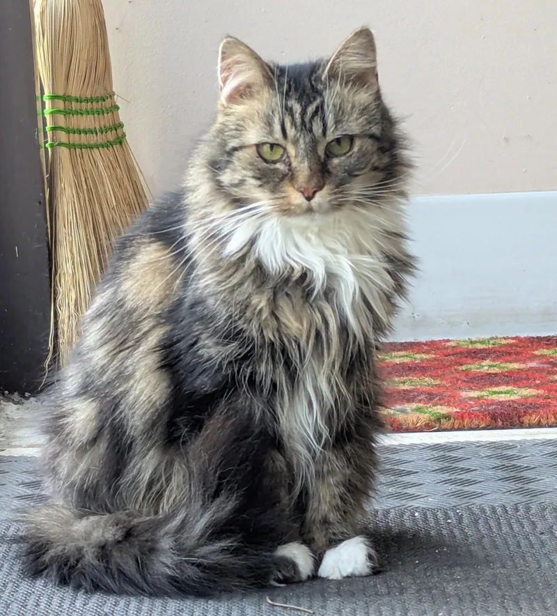 A senior medium-sized female Domestic Long Hair cat named Penny for adoption in Salem, MA