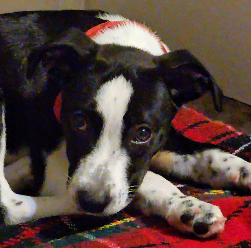 Rollo Mini  LOCAL thumbnail 2
