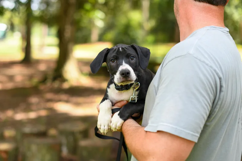 A baby medium-sized male Black Mixed Breed dog named Bruno for adoption in BONIFAY, FL