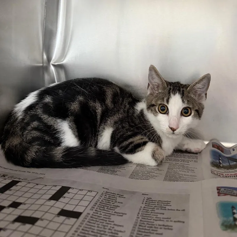 A baby small-sized female Gray / Blue / Silver Domestic Short Hair cat named Candy for adoption in Newport, NC