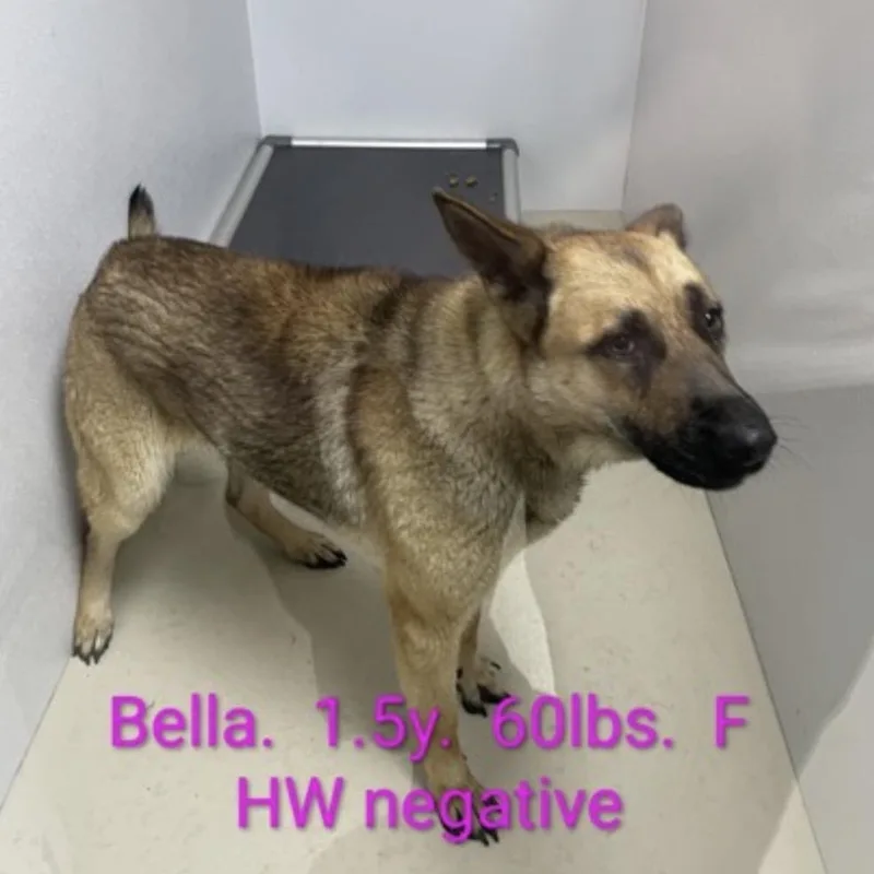 An adult large-sized female Brown / Chocolate German Shepherd Dog dog named Bella for adoption in Cumberland, RI