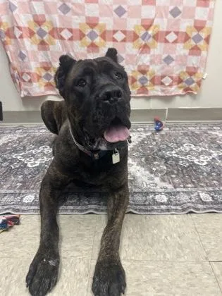 An adult large-sized female Brindle Mixed Breed dog named Juno for adoption in Hamilton, OH