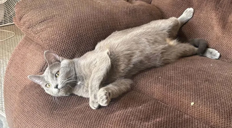 An adult small-sized female Gray / Blue / Silver Domestic Short Hair cat named Poptart for adoption in Plymouth, MN