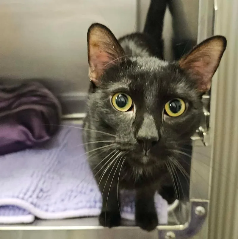 An adult medium-sized male Black Domestic Short Hair cat named Parcheesi for adoption in Greensburg, PA