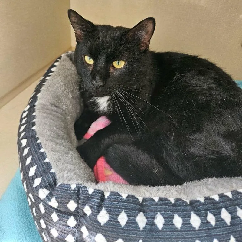 An adult small-sized male Black Domestic Short Hair cat named Bagherra for adoption in Conway, NH